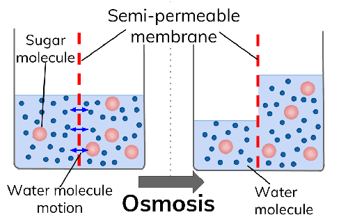 Top Similarity and Difference Between Osmosis and Diffusion