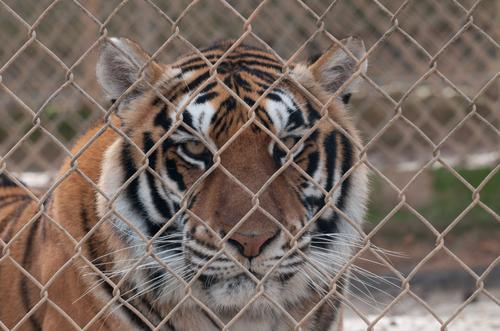 Amazing Facts About Should Animals Be Kept In Zoos